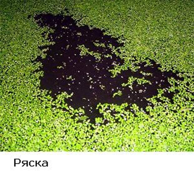 http://silverscale.lv/forum/userpix/1_rjaska_1.jpg