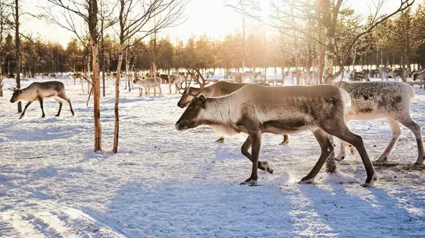 Американские учёные обнаружили антитела к штамму коронавируса «омикрон» у диких оленей