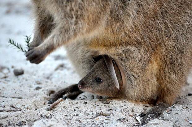 Квокка или короткохвостый кенгуру (Setonix brachyurus)