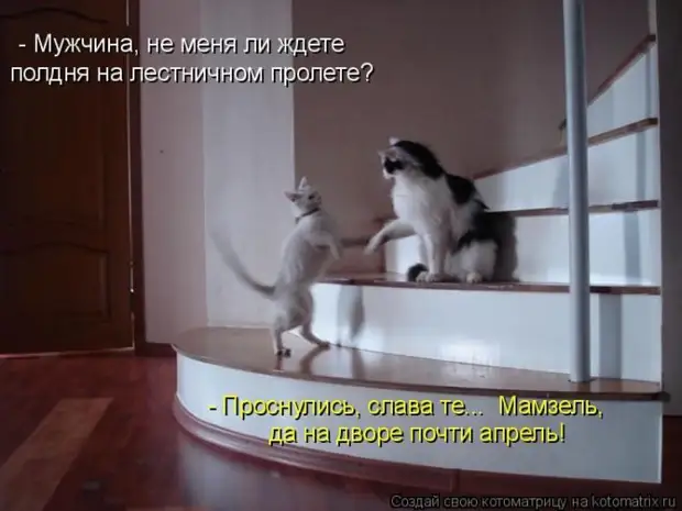 Лучшие котоматрицы