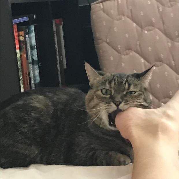 Котики, которые очень плохо себя вели