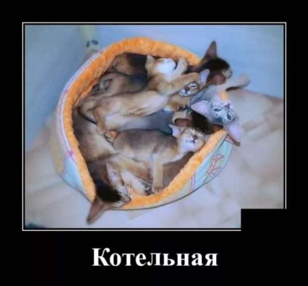 Демотиваторы про коронавирус с надписями. Подборка chert-poberi-dem-koronavirus-chert-poberi-dem-koronavirus-56380616062020-4 картинка chert-poberi-dem-koronavirus-56380616062020-4