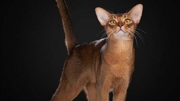 Абиссинского кота из Москвы признали самым красивым в мире