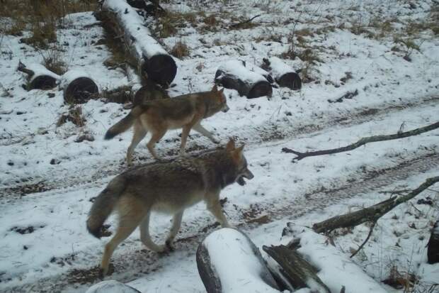 Величественный лось, осторожные волки, проворная белка и любопытная куница: камера Окского заповедника засняла диких обитателей средней полосы России