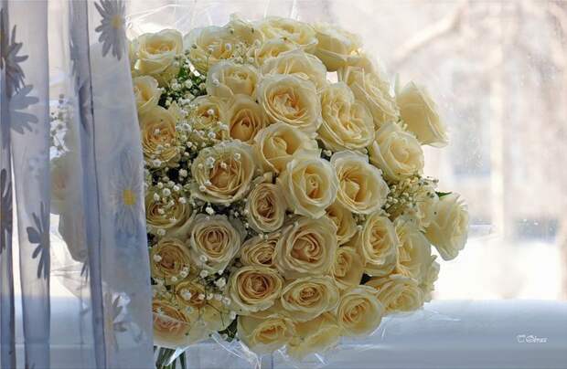 НЕЖНЕЕ НЕЖНОГО ... ФОТОГРАФ ТАТЬЯНА ОБРАЗ