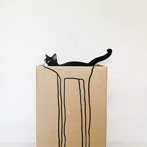 фотографии котов фотографии котов