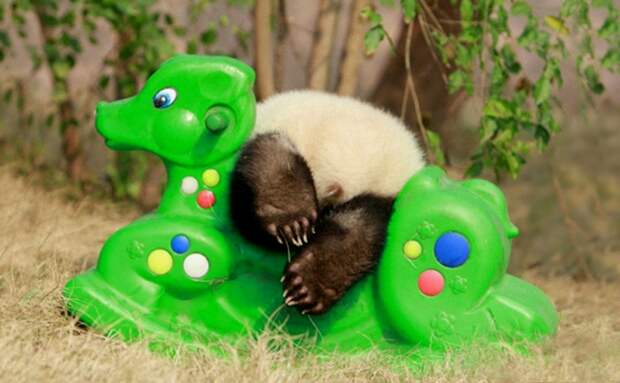 Детский сад для маленьких панд в Китае. Фото