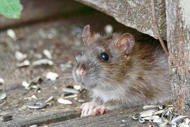 В Испании выявлены случаи заражения людей гепатитом крыс