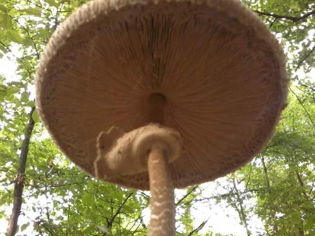 Гриб-зонтик гриб, гриб-зонтик пестрый, грибы, рецепты, самое вкусное блюдо из грибов, самое вкусное грибное блюдо