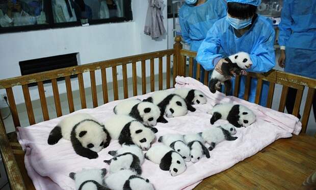 Детский сад для маленьких панд в Китае. Фото
