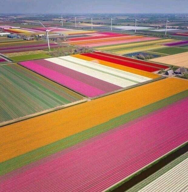 Если приехать в Голландию в сезон цветения тюльпанов, можно насладиться видом разноцветных полей