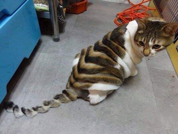 Коты и стрижка под динозавра