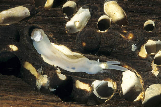 IBB: в кишечнике корабельных червей нашли бактерии, разъедающие древесину