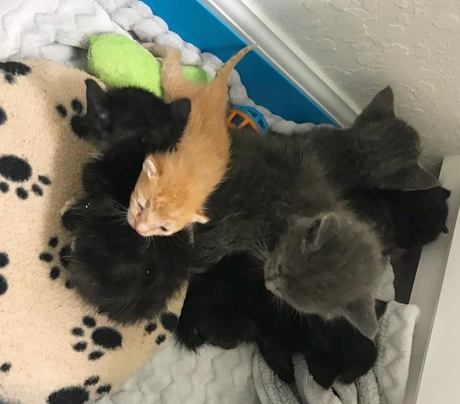маленькие котята