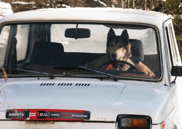 Результат пошуку зображень за запитом "компания из трех собак угнала машину своего хозяина, устроила ДТП"