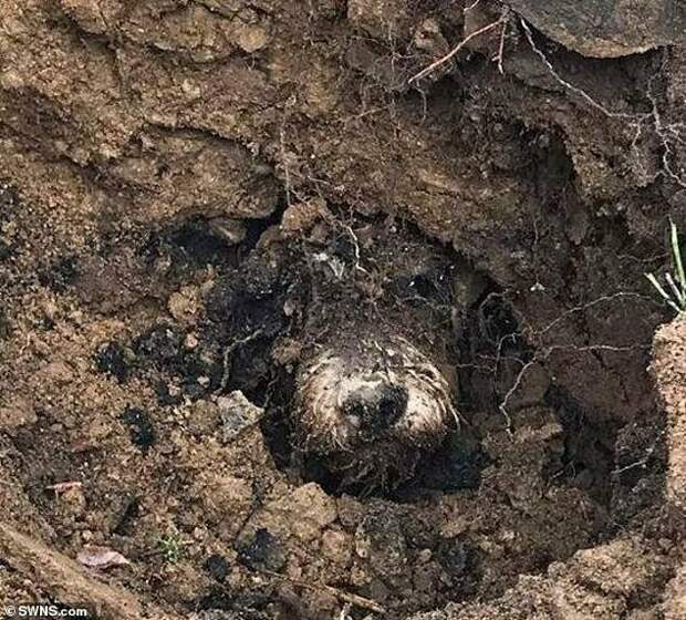 5 дней без еды и воды в кроличьей норе