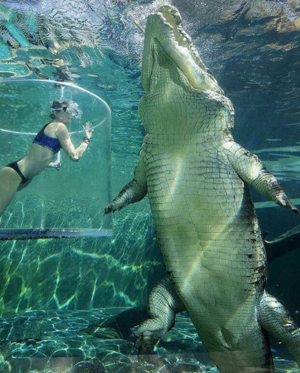 Большие животные рядом c людьми
