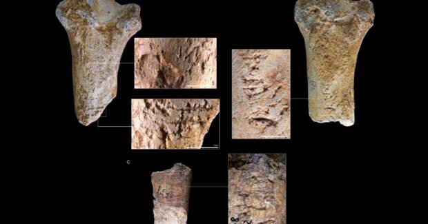 Неандертальцы сделали мягкие отбойники из костей шерстистых носорогов