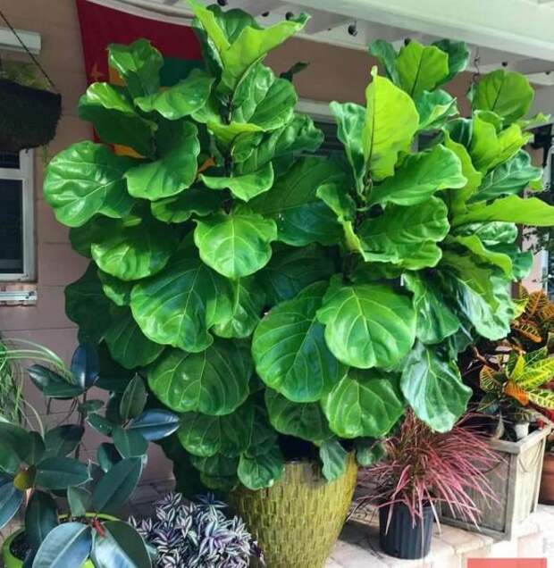 Для создания комнатных джунглей просто необходимо обзавестись одним-двумя крупными растениями. Одним из таких растений можно смело назвать красивый фикус лирату.-5