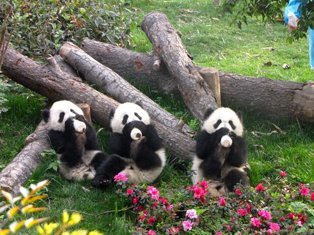 Детский сад для маленьких панд в Китае. Фото
