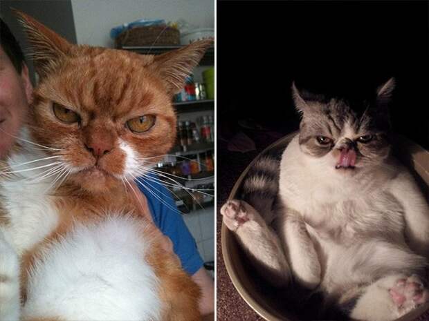 Злюки-коты