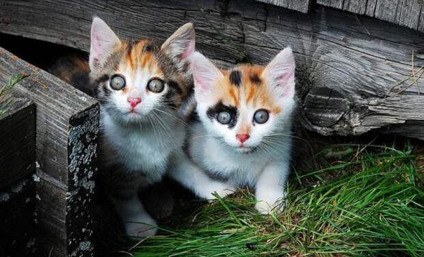 Смешные и милые kittens6