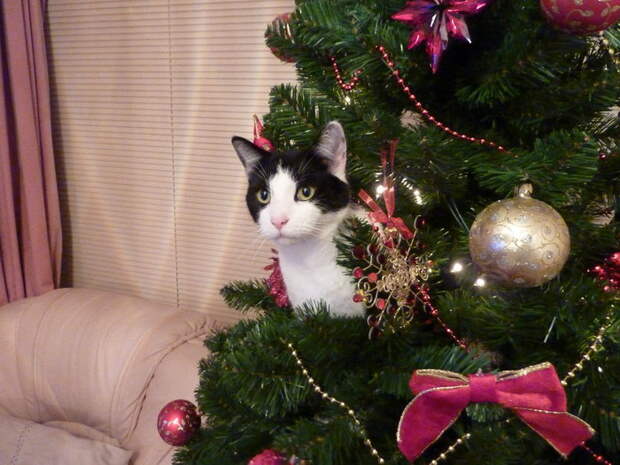 3166706_cat_in_christmas_tree_by_miyoko_aoid4i0dfw (700x525, 92Kb)