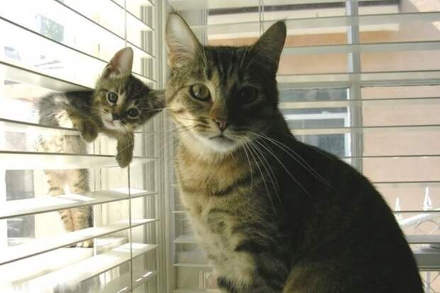 30 фотографий, которыми коты могут гордиться