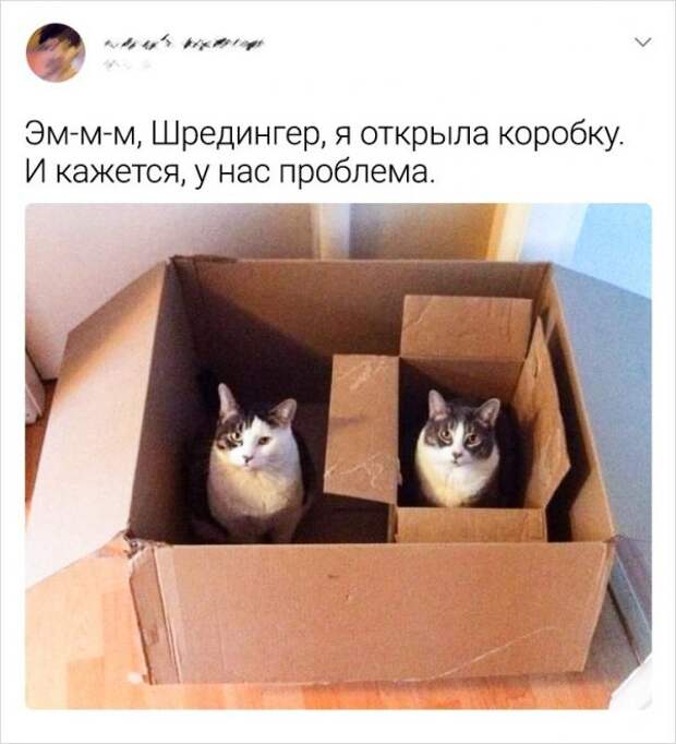 твит про коробку