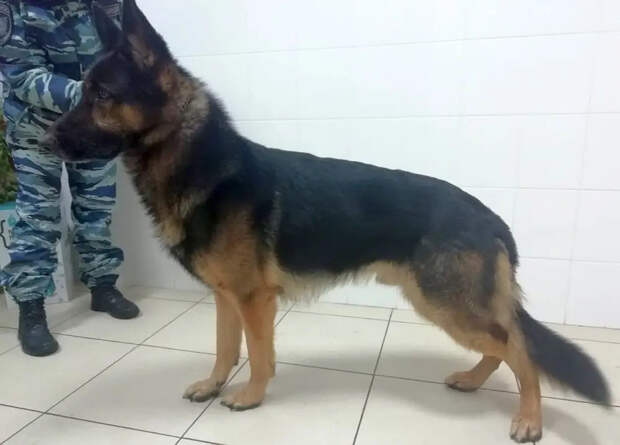 СМИ: в Москве служебная собака случайно учуяла взрывчатку в автомобиле