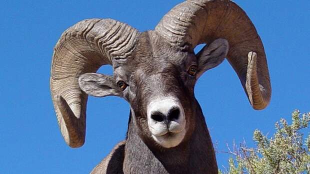 Новосибирский зоопарк показал видео новорожденных волчат и ягнят аргали