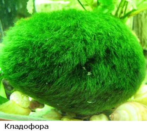http://silverscale.lv/forum/userpix/1_kladofora2_1.jpg