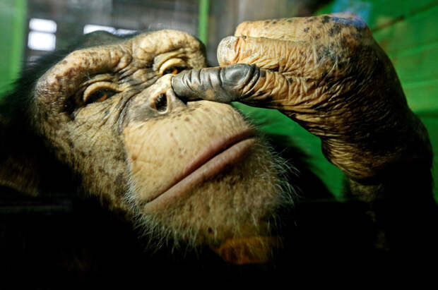 Шимпанзе в зоопарке в Красноярске