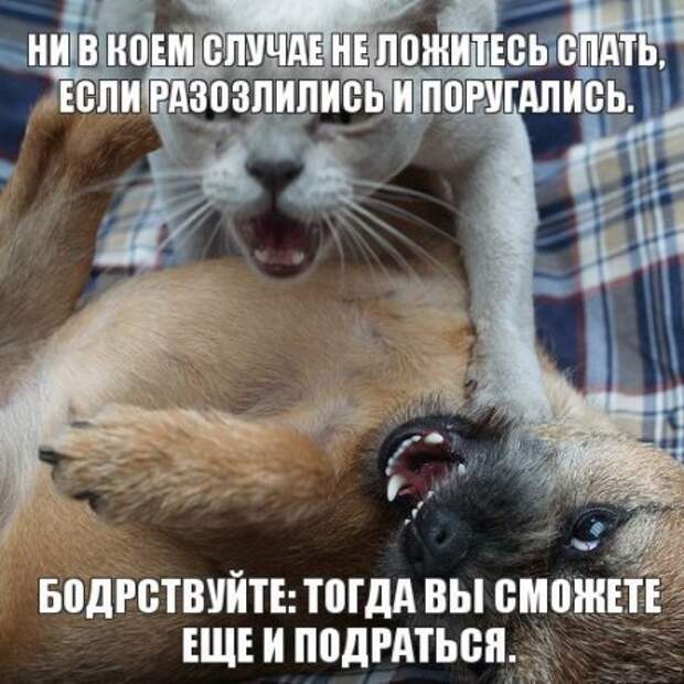 Интересные фразы с картинками о жизни и с юмором.