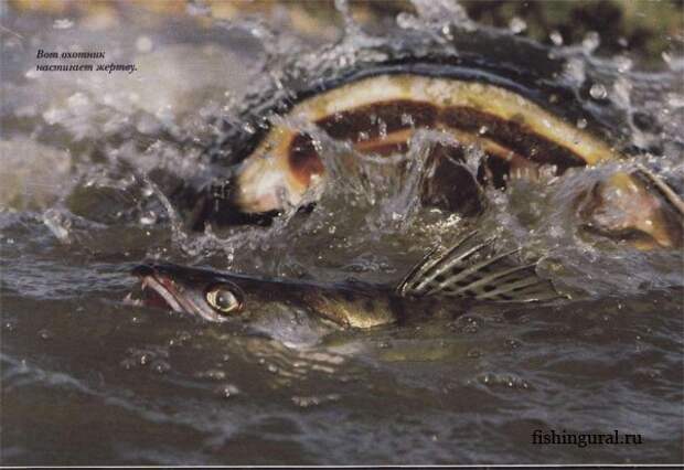 http://www.fishingural.ru/uploads/posts/2011-06/1308918842_lovlya-soma-sekrety-uspeha-2.jpg