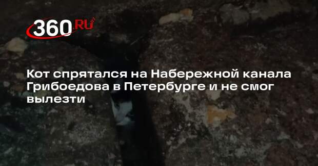 Кот спрятался на Набережной канала Грибоедова в Петербурге и не смог вылезти
