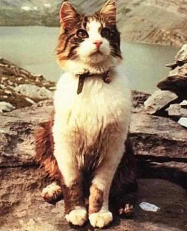 Рассказы о животных 86. Томбо. Беглецы. Потерянная