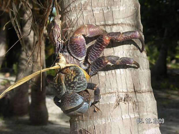 Coconutcrab13 Самый крупный представитель членистоногих, кокосовый краб!