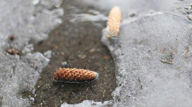 Потепление / Фото: Екатерина Смолихина / amic.ru