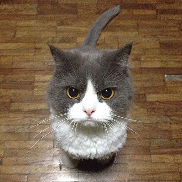 кошки, которые хотя убить своих владельцев, злые кошки