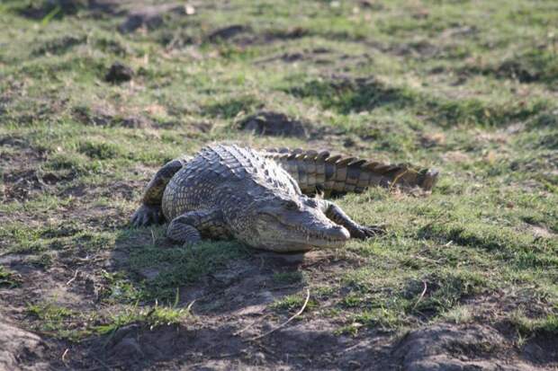 Африканский крокодил: виды, распространение