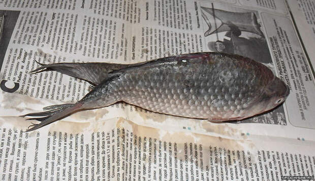 В Первоуральске поймали рыбу-мутанта с двумя хвостами (3 фото)