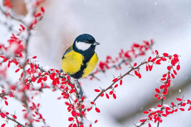 Синоптик Позднякова: в столичном регионе похолодает до -29 градусов