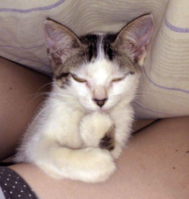 кошки, которые хотя убить своих владельцев, злые кошки