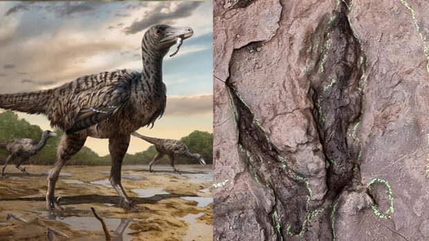 Ихнофосилии дейнонихозавров из Китая — еще один претендент на крупнейшую троодонтиду