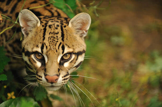 Фотография: Эти очаровательные оцелоты №20 - BigPicture.ru