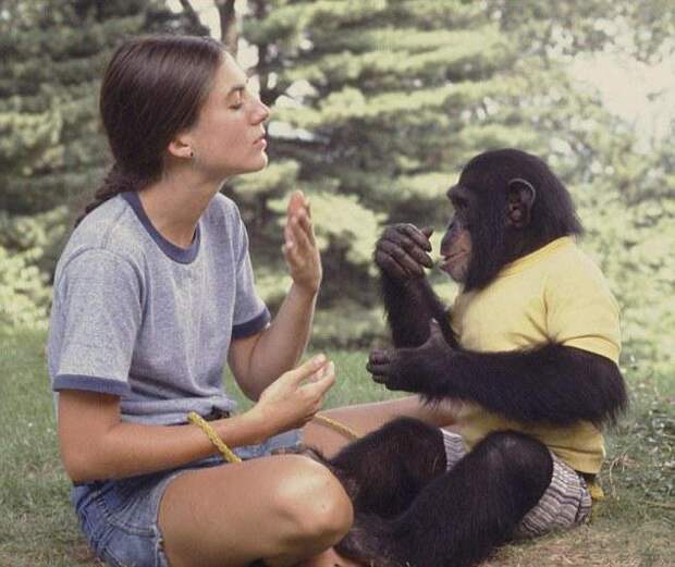 Как обезьяны общаются между собой? Как разговаривают обезьяны: звуки. Обучение обезьян речи