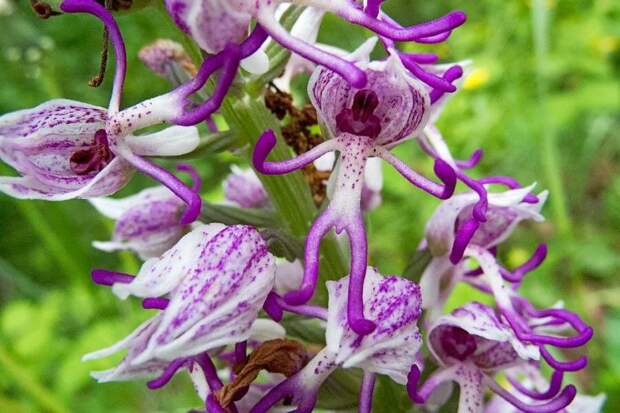 Самые необычные и удивительные растения мира, где их можно найти (окончание)