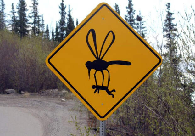 Комары-гиганты.