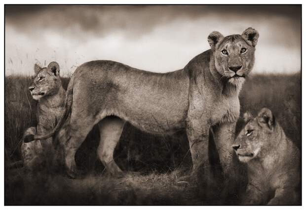 фотографии африки. Nick Brandt
